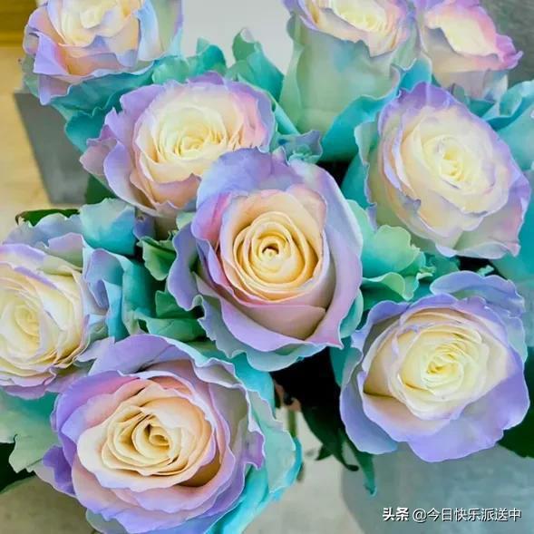 精品彩虹玫瑰花 姹紫嫣紅的自然藝術