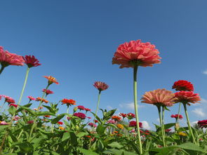 新手視角 花卉攝影與數碼產品的碰撞