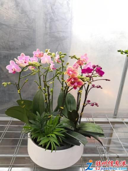 三里河打折促銷 艷麗花卉、精品苗木與數碼產品齊優(yōu)惠